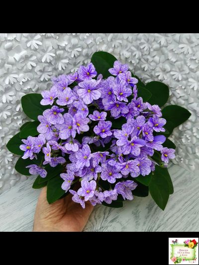 ГЕА-Весёлый Клоун (Е. Галицкая) 2024 г. трейлер