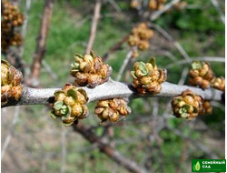 Облепиха "Алей"  (опылитель)