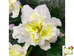 МК-Белый Янтарь (М. Карпова) 2023 г.