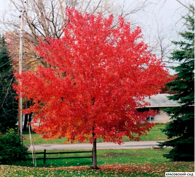 Клён Гиннала - Ginnala