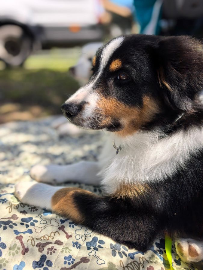 Гард ( Gardian Angel By Bauer)