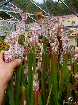 Sarracenia Leucophylla pink and purple pitchers,  vigorous and tall plant