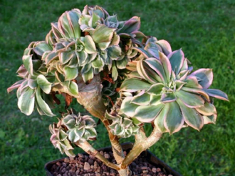 Aeonium Sunburst cristata