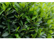 Лавр (Laurus nobilis) Абхазия, молодые листья (5 мл) - 100% натуральное эфирное масло