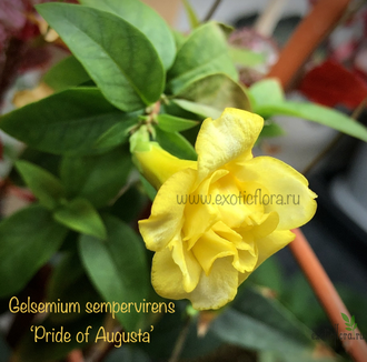 Гельземиум махровый / Gelsemium sempervirens ‘Pride of Augusta’