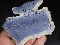 Коралл голубой Акори, Австралия (95*71*12 мм, 123 г) №37717