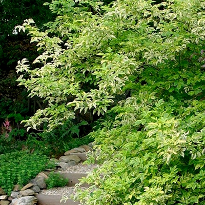 Бузина чёрная Madonna