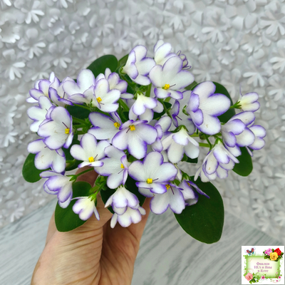 2А-Проба Пера (Е. Кольцова) 2024 г.