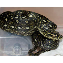 Ковровый питон (Morelia spilota spilota)