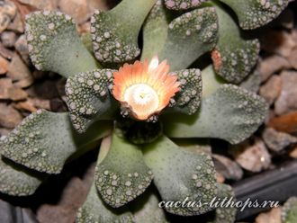 Titanopsis calcarea Enkele Koppie (MG) - 5 семян