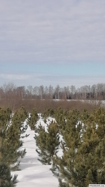 Кедр - фото в питомнике 11 - красовский-сад.рф