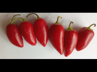 Перец острый Jalapeno Xalapa