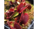 Dionaea muscipula Pink venus