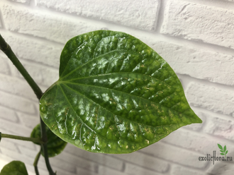 Piper sp. / Перчик природный крупнолистный