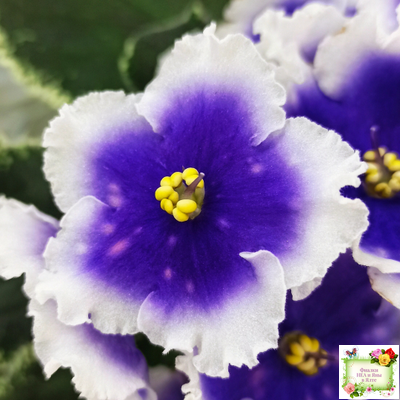 МТ-Магический Фонарик (М. Тотиева) 2023 г.