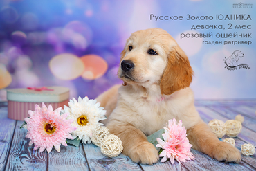 РЗ Юаника,  девочка с розовым ошейничком, 2 мес.