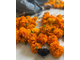 Бархатцы французские (Tageta patula) цветки (5 мл) Индия - 100% натуральное эфирное масло