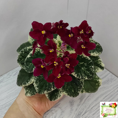 Mac's O'Scarlet O'Hara (G.McDonald) (Макс ОСкарлет Охара)