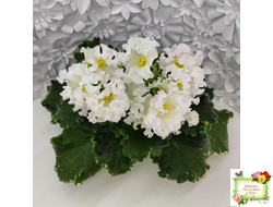 Dn-Macabeo (Д. Денисенко) 2019 г.