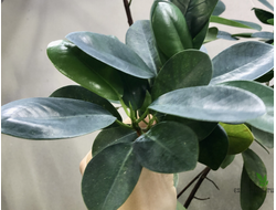 Ficus Microcarpa "Moclame" / фикус ретуза моклейм