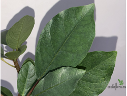 Фикус Буркеи / Ficus burkei