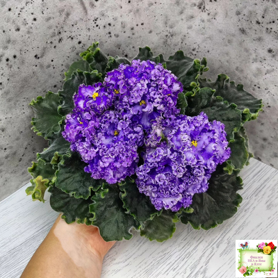 АВ-Озерная Фея (Фиалковод) 2017 г.