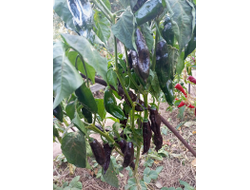 Перец острый  Machu Picchu