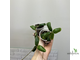 27/07/2025 Hoya Rotundiflora