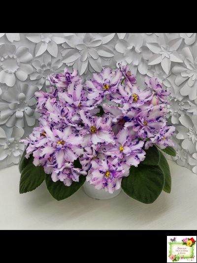 МК-Ветер Перемен (М. Карпова) химера стандарт (стартер сорт)