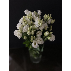 Эустома 9 шт