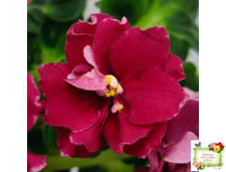 ВаТ-Супер Мама (Т.Валькова) 2020 г.