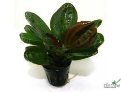 Эхинодорус Красный жемчуг (пластиковый горшок)