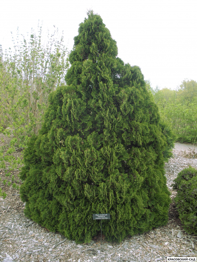 Туя Холмструп - Holmstrup