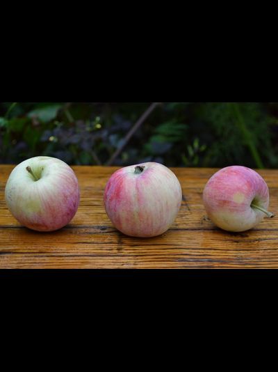 Абориген (яблоня)