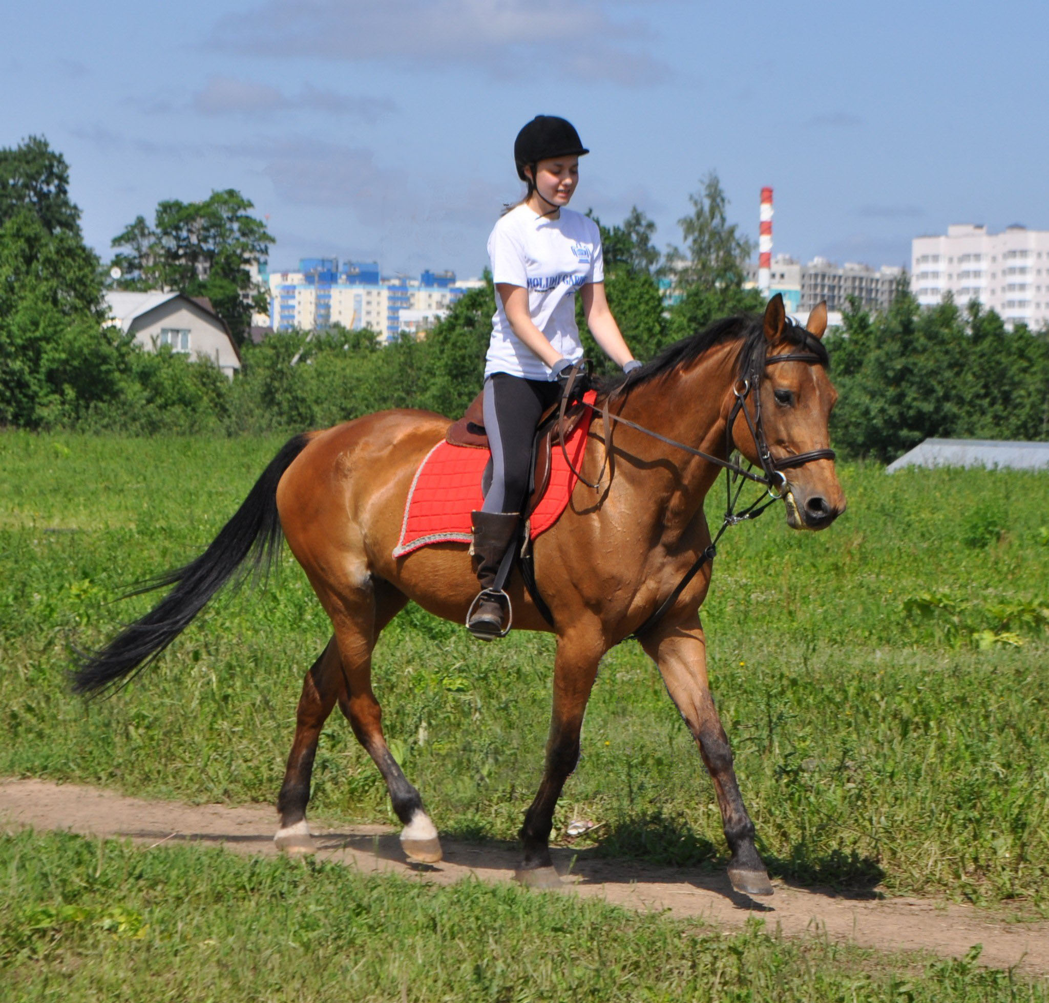 Уроки Верховой Езды Для Начинающих