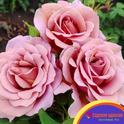 Коко Локо (Koko Loko)