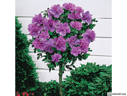 Гибискус Арденс - Ardens