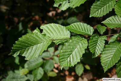 Граб обыкновенный - Carpinus