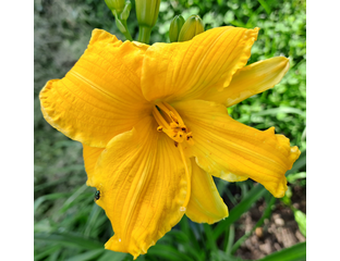 Лилейник гибридный Stella de Oro
