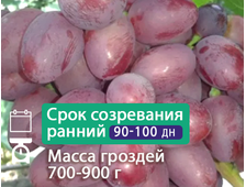 Парижанка