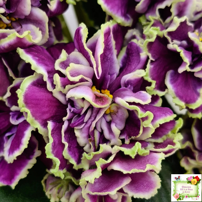 ВаТ-Классический Вкус (Т. Валькова) 2019 г.