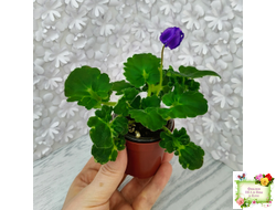 LV-Дудочка и Кувшинчик (Л. Шевелева) 2025 г. трейлер (гёрл-лист с прилистниками)