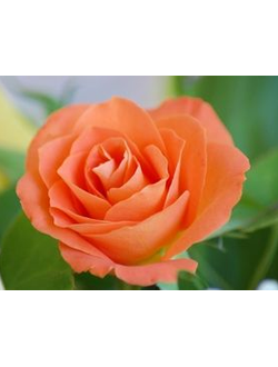 Роза Чайно-Гибридная любочка