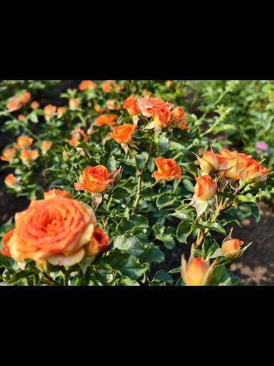 Джем ин Фаст (Gem In Fust)