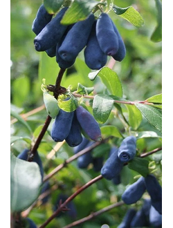 Жимолость Мальвина