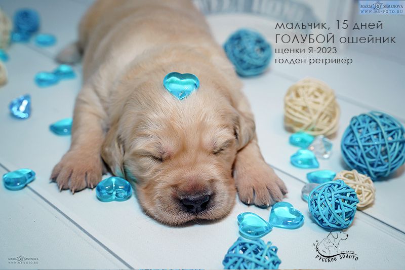 Голден ретривер. Щенок Я-2023, мальчик с голубым ошейничком.
