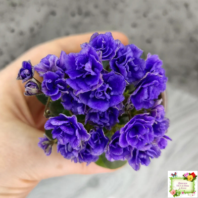 Blue Scoundrel micromini (P.Sorano/LLG) (Блю Ска́ндрел) микроминиатюра