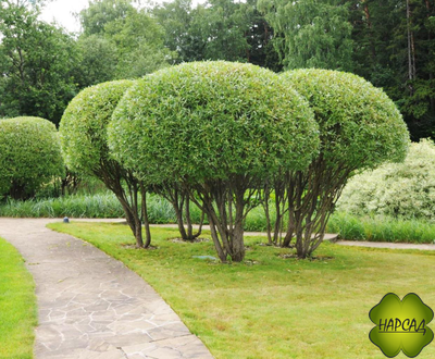 ИВА ЛОМКАЯ БУЛАТА