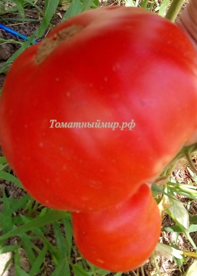 Томат Истра (Istra)