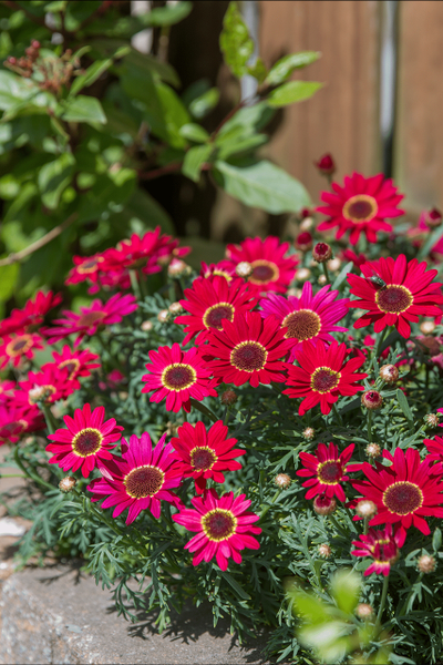 Аргирантемум